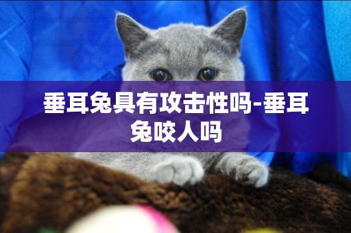 垂耳兔具有攻擊性嗎-垂耳兔咬人嗎