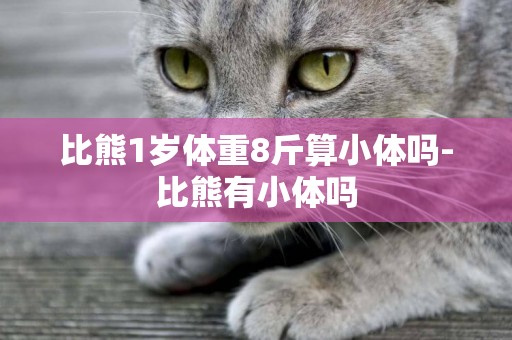 比熊1歲體重8斤算小體嗎-比熊有小體嗎