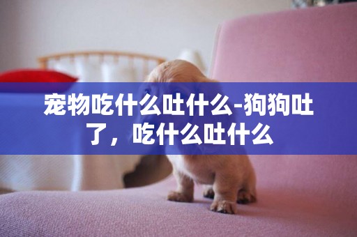 寵物吃什么吐什么-狗狗吐了，吃什么吐什么