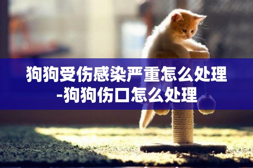 狗狗受傷感染嚴重怎么處理-狗狗傷口怎么處理