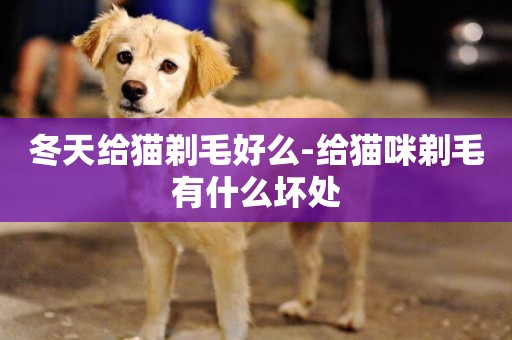冬天給貓剃毛好么-給貓咪剃毛有什么壞處