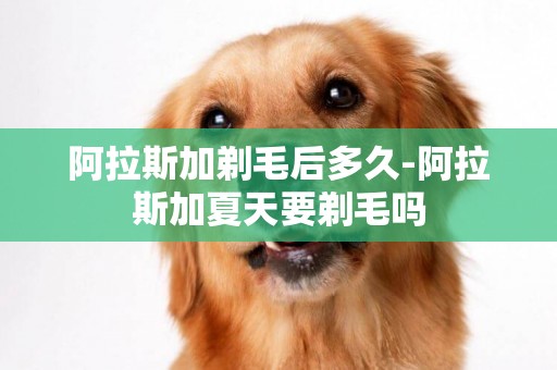 阿拉斯加剃毛后多久-阿拉斯加夏天要剃毛嗎