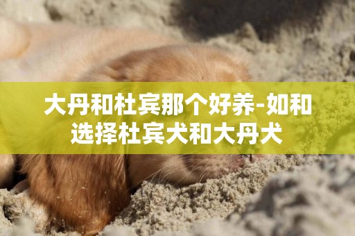 大丹和杜賓那個好養-如和選擇杜賓犬和大丹犬