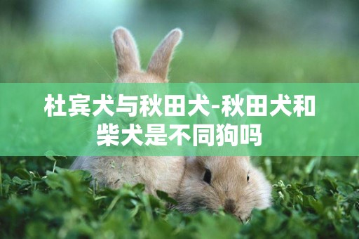 杜賓犬與秋田犬-秋田犬和柴犬是不同狗嗎