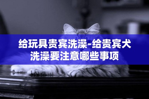 給玩具貴賓洗澡-給貴賓犬洗澡要注意哪些事項