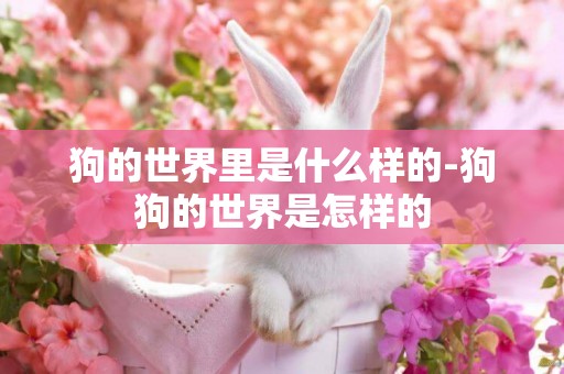 狗的世界里是什么樣的-狗狗的世界是怎樣的