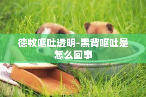 德牧嘔吐透明-黑背嘔吐是怎么回事