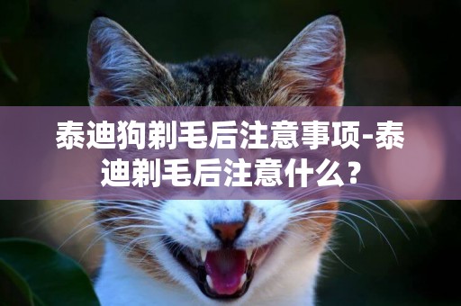 泰迪狗剃毛后注意事項-泰迪剃毛后注意什么？