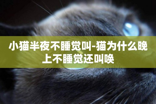 小貓半夜不睡覺叫-貓為什么晚上不睡覺還叫喚