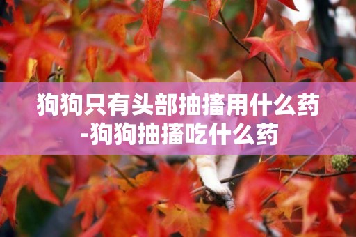 狗狗只有頭部抽搐用什么藥-狗狗抽搐吃什么藥