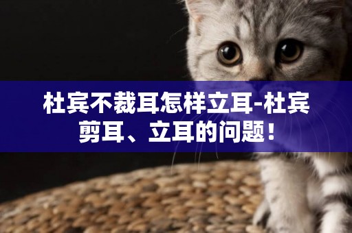 杜賓不裁耳怎樣立耳-杜賓剪耳、立耳的問題！