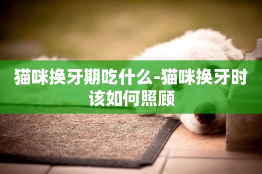 貓咪換牙期吃什么-貓咪換牙時該如何照顧