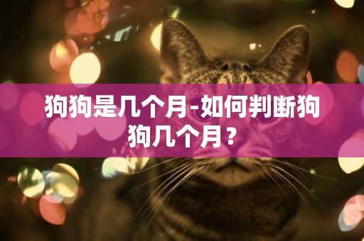狗狗是幾個月-如何判斷狗狗幾個月？