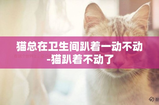 貓總在衛生間趴著一動不動-貓趴著不動了