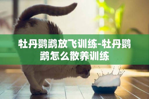 牡丹鸚鵡放飛訓練-牡丹鸚鵡怎么散養訓練
