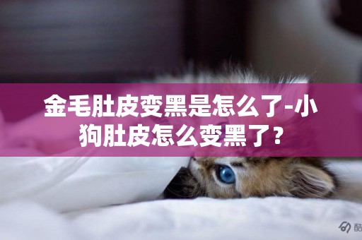 金毛肚皮變黑是怎么了-小狗肚皮怎么變黑了？