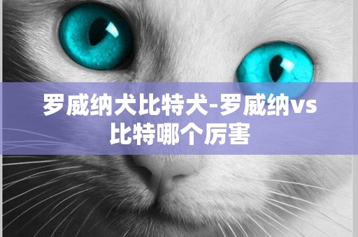 羅威納犬比特犬-羅威納vs比特哪個厲害