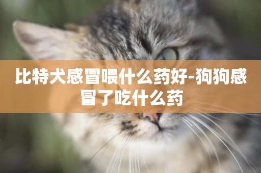 比特犬感冒喂什么藥好-狗狗感冒了吃什么藥