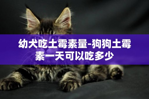 幼犬吃土霉素量-狗狗土霉素一天可以吃多少