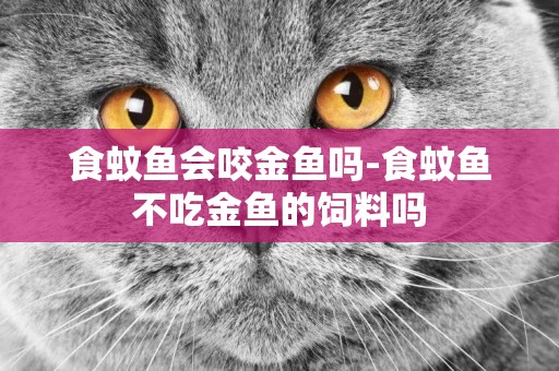 食蚊魚會咬金魚嗎-食蚊魚不吃金魚的飼料嗎