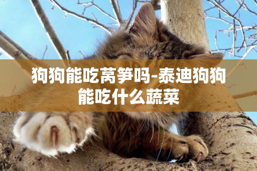 狗狗能吃萵筍嗎-泰迪狗狗能吃什么蔬菜