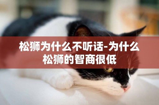 松獅為什么不聽話-為什么松獅的智商很低