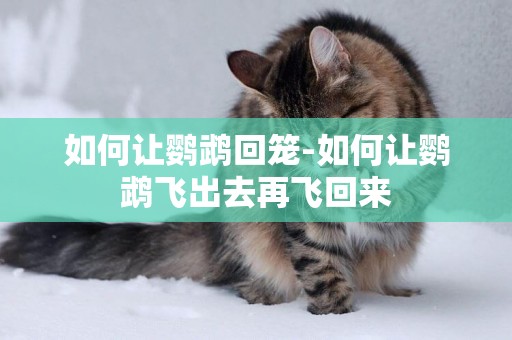 如何讓鸚鵡回籠-如何讓鸚鵡飛出去再飛回來