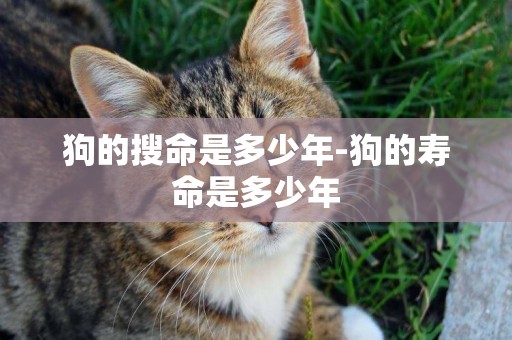 狗的搜命是多少年-狗的壽命是多少年