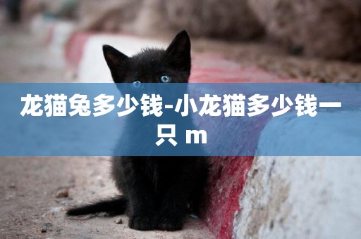 龍貓兔多少錢-小龍貓多少錢一只 m