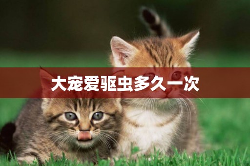 大寵愛驅蟲多久一次