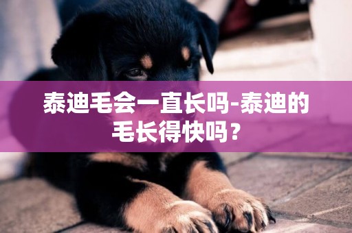 泰迪毛會一直長嗎-泰迪的毛長得快嗎？