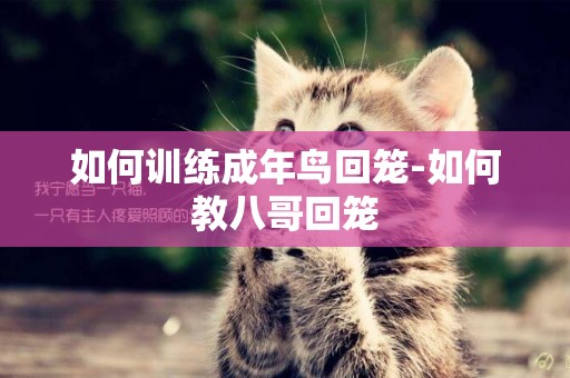 如何訓練成年鳥回籠-如何教八哥回籠
