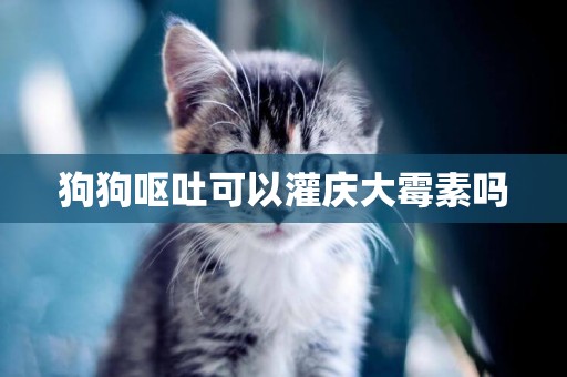 狗狗嘔吐可以灌慶大霉素嗎
