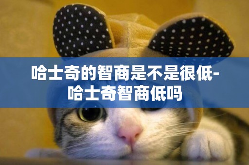 哈士奇的智商是不是很低-哈士奇智商低嗎