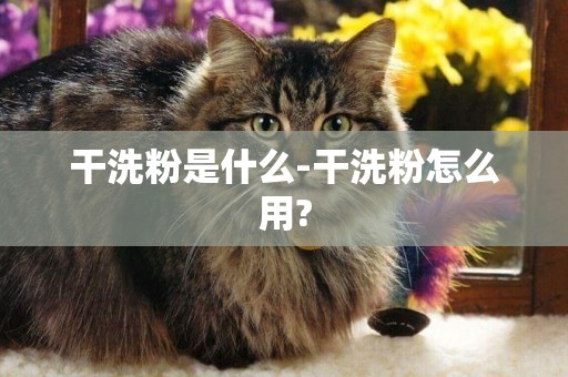 干洗粉是什么-干洗粉怎么用?