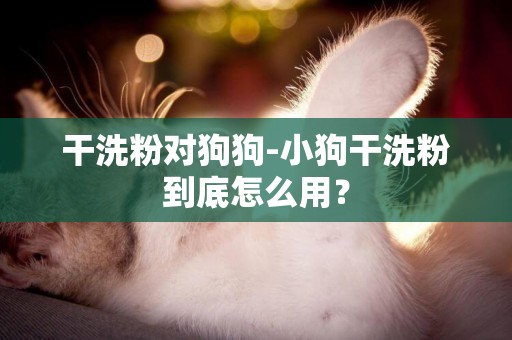 干洗粉對狗狗-小狗干洗粉到底怎么用？