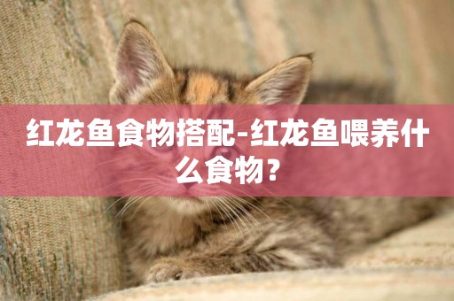 紅龍魚食物搭配-紅龍魚喂養什么食物？