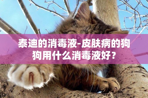 泰迪的消毒液-皮膚病的狗狗用什么消毒液好？