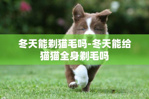 冬天能剃貓毛嗎-冬天能給貓貓全身剃毛嗎