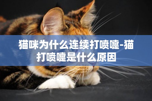 貓咪為什么連續打噴嚏-貓打噴嚏是什么原因