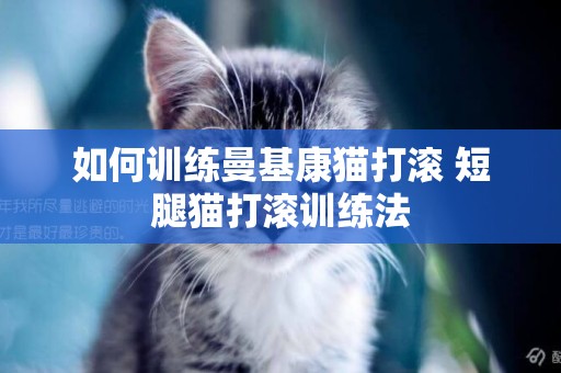 如何訓練曼基康貓打滾 短腿貓打滾訓練法