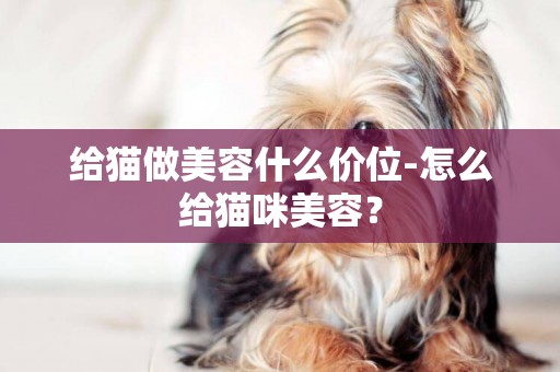 給貓做美容什么價位-怎么給貓咪美容？