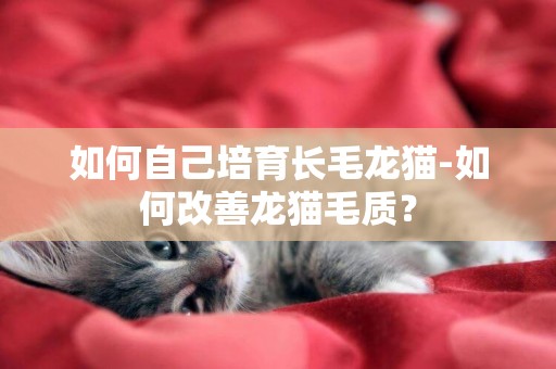 如何自己培育長毛龍貓-如何改善龍貓毛質？