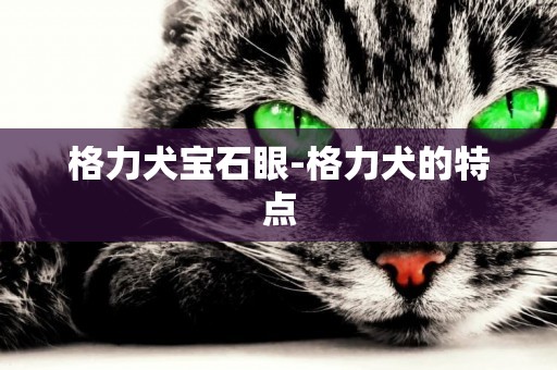 格力犬寶石眼-格力犬的特點