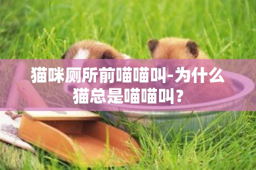 貓咪廁所前喵喵叫-為什么貓總是喵喵叫？