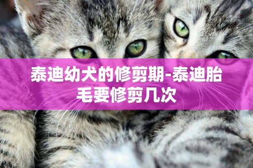 泰迪幼犬的修剪期-泰迪胎毛要修剪幾次