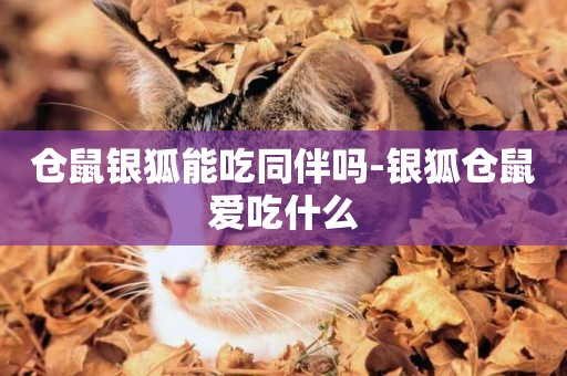倉鼠銀狐能吃同伴嗎-銀狐倉鼠愛吃什么