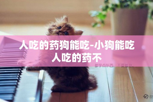 人吃的藥狗能吃-小狗能吃人吃的藥不