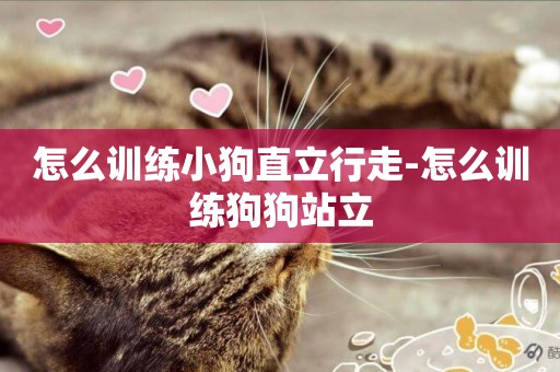 怎么訓練小狗直立行走-怎么訓練狗狗站立