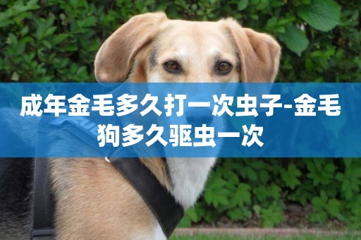 成年金毛多久打一次蟲子-金毛狗多久驅蟲一次